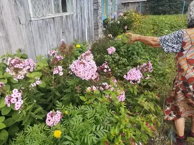 Bakımın Vahaları: Yaşlı Kadınlar, Bitkiler ve "Umutsuz" Köylerdeki Yaşam