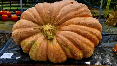 Dev Kabak Sezonu: Büyük, Turuncu ve Hırslı